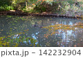 生田緑地の紅葉 142232904