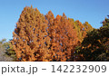 生田緑地の紅葉 142232909