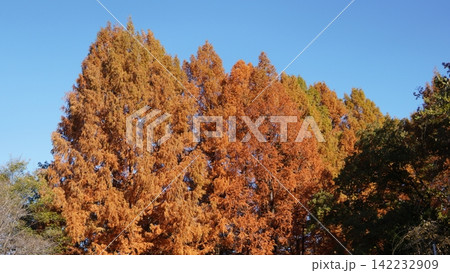 生田緑地の紅葉 生田緑地の紅葉 142232909
