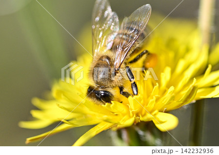 Honey bee covered with yellow pollen 142232936