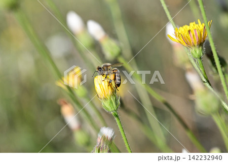 Honey bee pollinating yellow dandelion flower Honey bee pollinating yellow dandelion flower 142232940