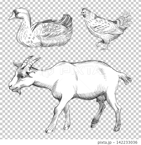 Goat, goose and chicken. Farm animals. Handmade farm pencil illustrations. For design of cards, cover, prints, product labels and fabric. Goat, goose and chicken. Farm animals. Handmade farm pencil illustrations. For design of cards, cover, prints, product labels and fabric. 142233036