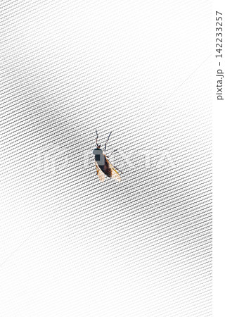 人の気配に引き寄せられる虻 人の気配に引き寄せられる虻 142233257