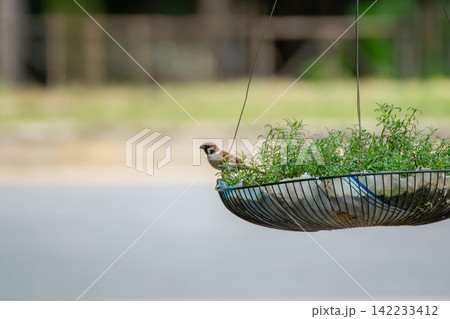 Small tree sparrow perched hanging planter green foliage peaceful outdoor garden representing urban wildlife nature birdwatching Small tree sparrow perched hanging planter green foliage peaceful outdoor garden representing urban wildlife nature birdwatching 142233412