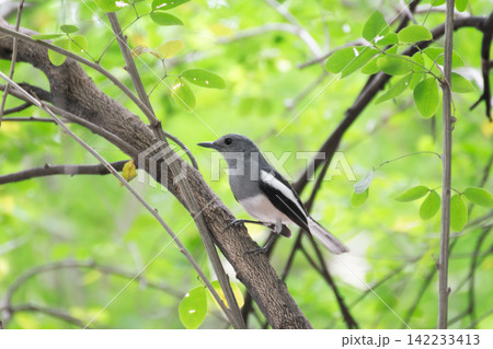 Oriental magpie robin perched tree branch among fresh green leaves representing wild bird behavior tropical nature wildlife habitat peaceful birdwatching 142233413