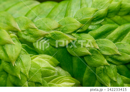 Close up of overlapping green succulent leaves forming natural pattern representing botanical texture fresh growth tropical foliage ornamental garden plants Close up of overlapping green succulent leaves forming natural pattern representing botanical texture fresh growth tropical foliage ornamental garden plants 142233415