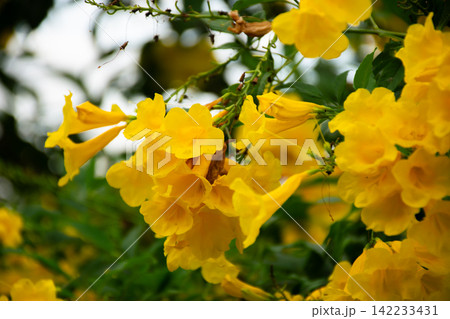 Bright yellow trumpet flowers blooming among lush green leaves showcasing vibrant tropical beauty ornamental gardening floral nature fresh seasonal growth 142233431