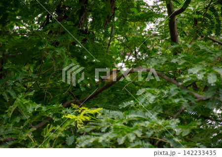 Asian golden weaver perched tree branch among dense green foliage showing tropical bird habitat natural wildlife birdwatching peaceful outdoor environment Asian golden weaver perched tree branch among dense green foliage showing tropical bird habitat natural wildlife birdwatching peaceful outdoor environment 142233435