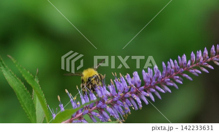 クガイソウの蜜を吸うコマルハナバチのオス 142233631