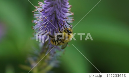クガイソウの蜜を吸うコマルハナバチのオス クガイソウの蜜を吸うコマルハナバチのオス 142233638