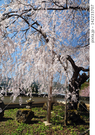 京都 福徳寺のかすみ桜 天然記念物の枝垂れ桜 京都 福徳寺のかすみ桜 天然記念物の枝垂れ桜 142233707