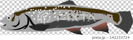 Illustration of a jaguar trout Illustration of a jaguar trout 142233724
