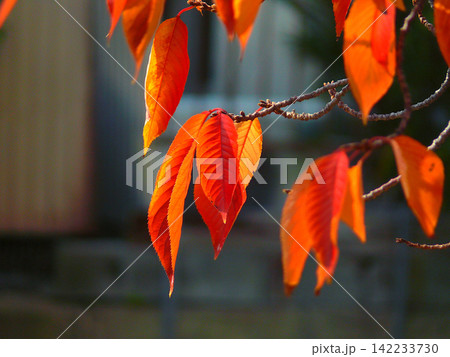 美しい日本の秋、紅葉の美 美しい日本の秋、紅葉の美 142233730