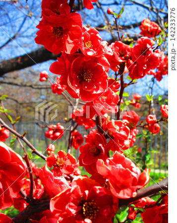 赤いボケ(木瓜)の花の風景 赤いボケ(木瓜)の花の風景 142233776