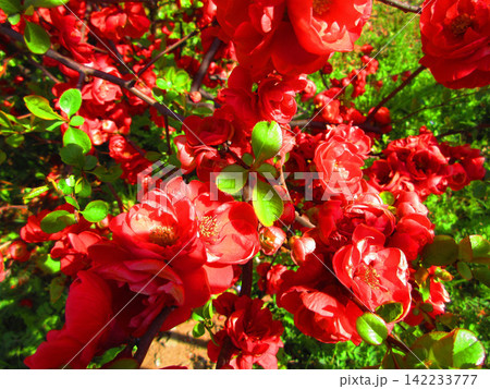 赤いボケ(木瓜)の花の風景 赤いボケ(木瓜)の花の風景 142233777
