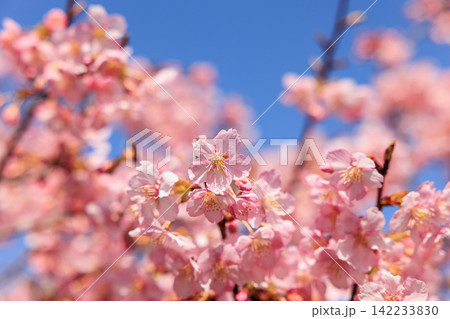 満開の河津桜 満開の河津桜 142233830