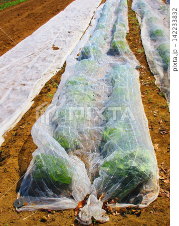 寒冷紗で保護された畑の野菜の風景 142233832