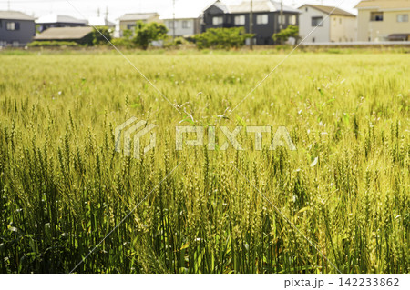 初夏の陽光に輝く収穫期の黄金色の麦畑 初夏の陽光に輝く収穫期の黄金色の麦畑 142233862