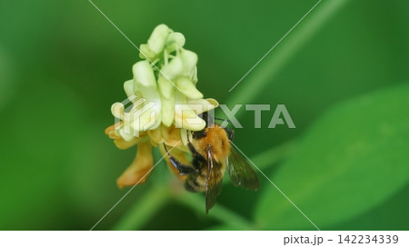 イタチササゲの蜜を吸うトラマルハナバチ イタチササゲの蜜を吸うトラマルハナバチ 142234339