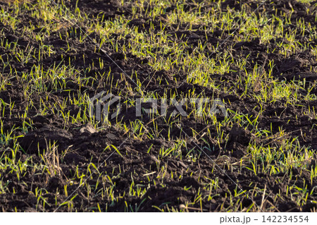 genetically enhanced bioengineered wheat sprouts growing in nutrient rich agricultural substrate genetically enhanced bioengineered wheat sprouts growing in nutrient rich agricultural substrate 142234554