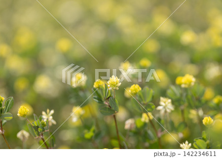 コメツブツメクサの花 コメツブツメクサの花 142234611