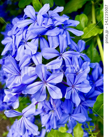 青い夏の花 青い夏の花 142235007