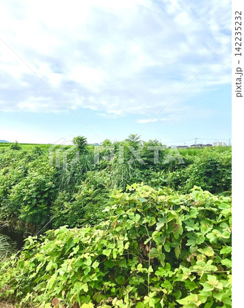 青空の夏の緑が茂る田舎の風景 142235232