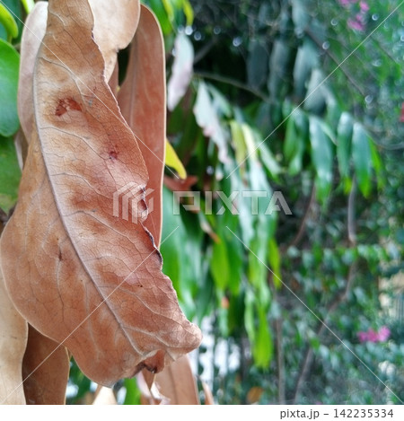 Detailed macro texture of a dried curled up brown leaf contrasting directly against a heavily blurred green garden background 142235334