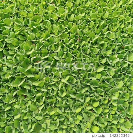 Vibrant lush green water cabbage completely filling an outdoor pond surface area in a detailed top down flat perspective 142235343