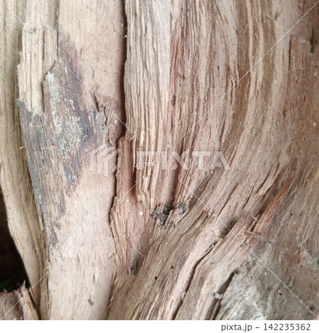 Splintered and violently torn raw internal wood grain texture completely exposed from a severely broken outdoor tree branch Splintered and violently torn raw internal wood grain texture completely exposed from a severely broken outdoor tree branch 142235362