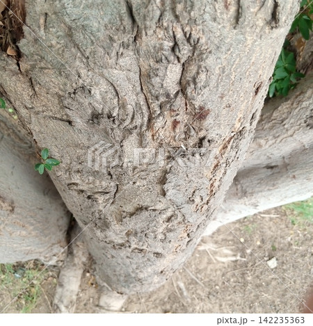 Unique organic horizontal pattern and deeply grooved physical texture on a solid grey tree trunk surface in close up view 142235363