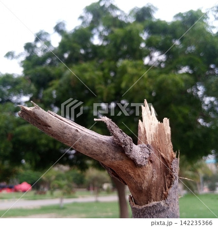 Broken dry leafless tree branch stump pointing upwards diagonally with a heavily blurred green outdoor park behind it Broken dry leafless tree branch stump pointing upwards diagonally with a heavily blurred green outdoor park behind it 142235366