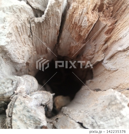 Looking straight down into a dark deeply rotted hollow empty space of an old wooden tree trunk outdoors in extreme close up Looking straight down into a dark deeply rotted hollow empty space of an old wooden tree trunk outdoors in extreme close up 142235376
