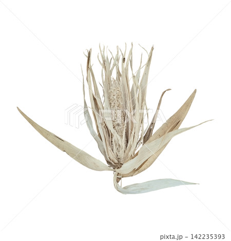 Dry corn husk blossom isolated on white background stock photo, detailed agricultural plant texture object macro close up Dry corn husk blossom isolated on white background stock photo, detailed agricultural plant texture object macro close up 142235393