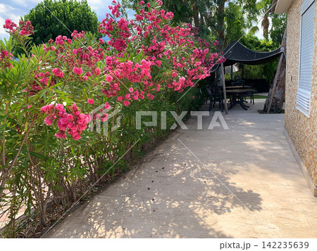 Beautiful blooming pink oleander bushes in a sunny garden with a paved walkway and a patio area in the background Beautiful blooming pink oleander bushes in a sunny garden with a paved walkway and a patio area in the background 142235639
