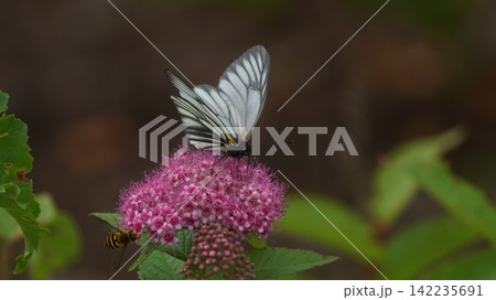 シモツケソウの蜜を吸うミヤマシロチョウ 142235691