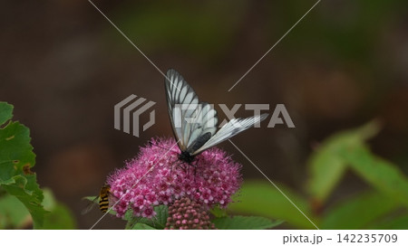 シモツケソウの蜜を吸うミヤマシロチョウ 142235709