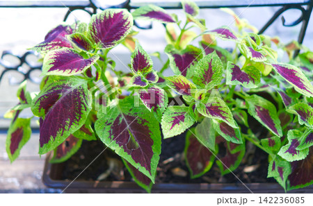 Vibrant multicolored coleus leaves in a flower box 142236085