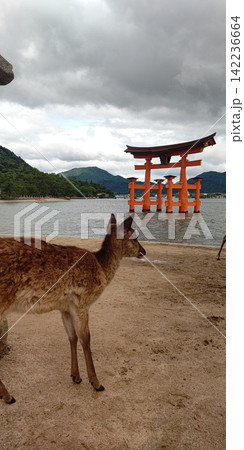 鹿のいる宮島【日本・広島】 鹿のいる宮島【日本・広島】 142236664