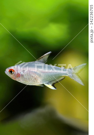 Beautiful lemon tetra fish in aquarium Beautiful lemon tetra fish in aquarium 142236705