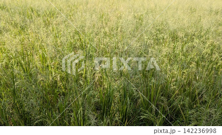 Scenic view of a lush green rice field texture in bright daylight, showing ripening paddy plants, cereal crops, natural agricultural plantation. The visual highlights healthy farming, rural scenery, Scenic view of a lush green rice field texture in bright daylight, showing ripening paddy plants, cereal crops, natural agricultural plantation. The visual highlights healthy farming, rural scenery, 142236998