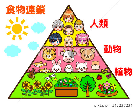 食物連鎖のピラミッドの図解イラスト素材2 食物連鎖のピラミッドの図解イラスト素材2 142237234