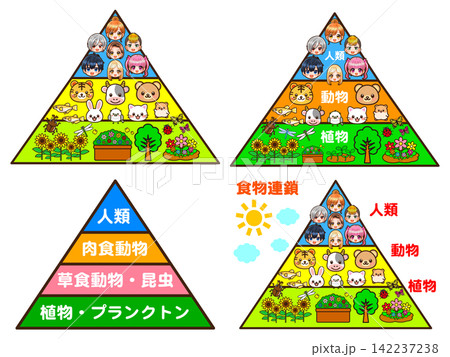 食物連鎖のピラミッドのイラスト素材セット 食物連鎖のピラミッドのイラスト素材セット 142237238
