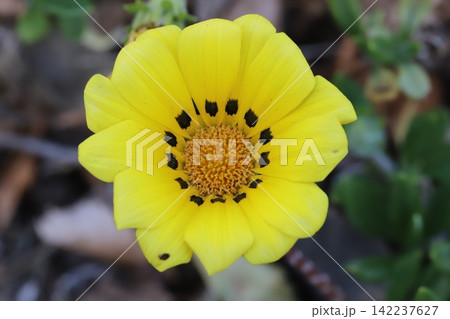 春の公園に咲く黄色いガザニアの花 春の公園に咲く黄色いガザニアの花 142237627