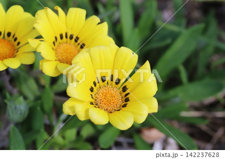 春の公園に咲く黄色いガザニアの花 春の公園に咲く黄色いガザニアの花 142237628