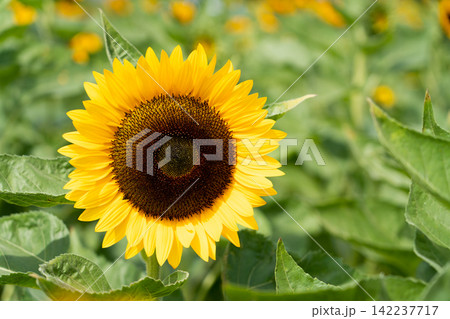 Beautiful yellow color sunflower in the agriculture farm background 142237717