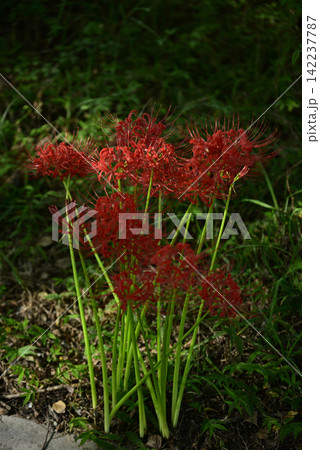 稲沢ワイルドネイチャープラザ彼岸花 稲沢ワイルドネイチャープラザ彼岸花 142237787