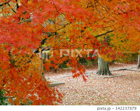 公園の木々と落ち葉の絨毯と紅葉のトンネル* 公園の木々と落ち葉の絨毯と紅葉のトンネル* 142237879