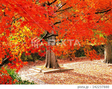 紅葉の森、秋の公園に広がる赤い落ち葉の絨毯 142237880