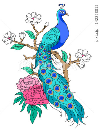 Illustration of peacock and flowers. Tropical exotic bird. Wild fauna of jungle. Illustration of peacock and flowers. Tropical exotic bird. Wild fauna of jungle. 142238013